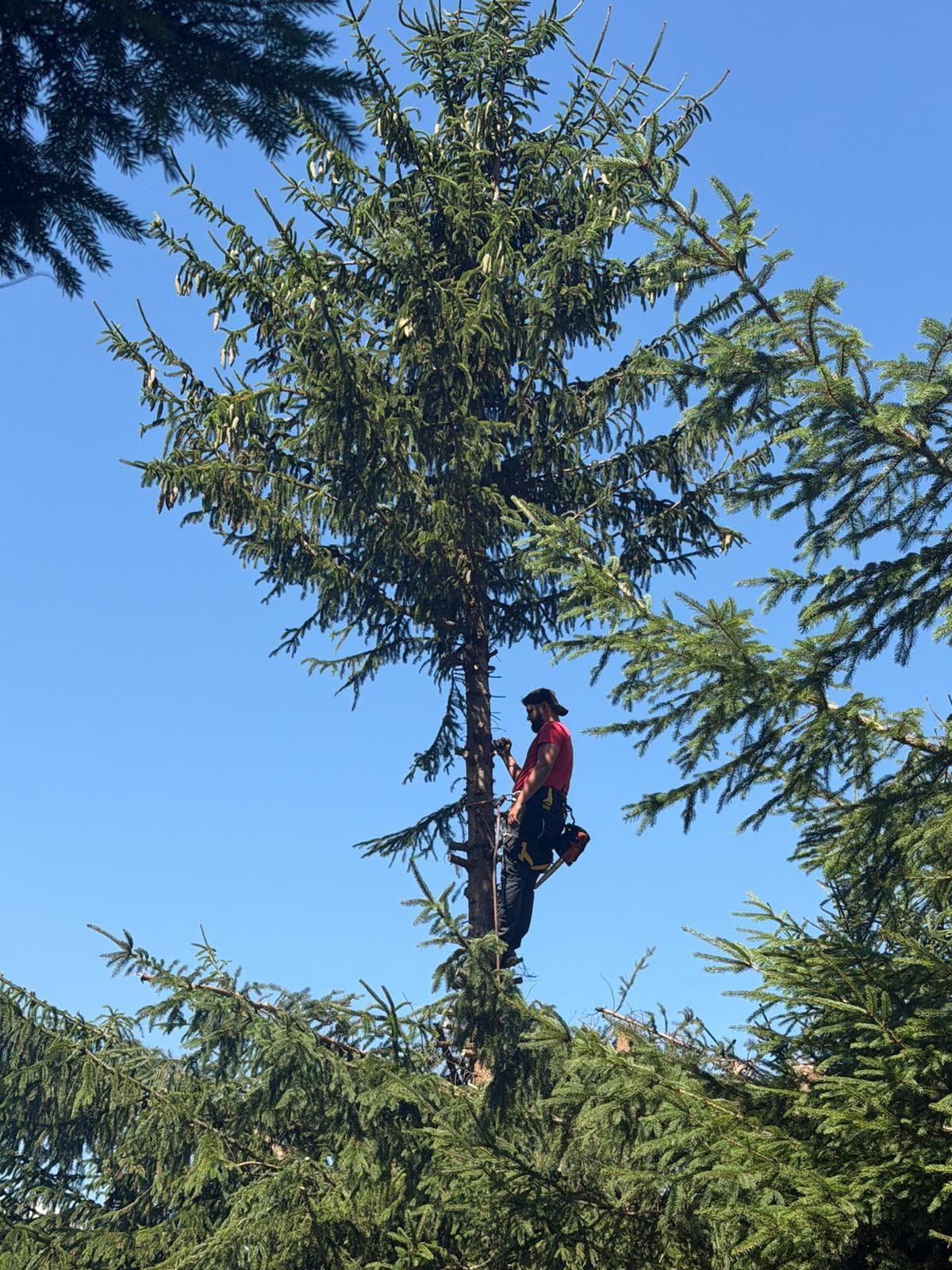 Chantier d'élagage Extrême élagage à Annemasse