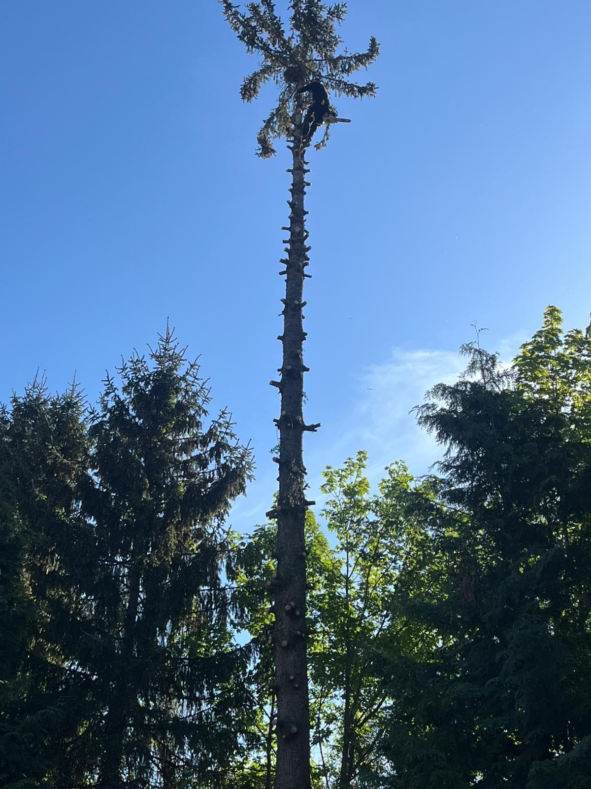 Chantier d'élagage Extrême élagage à Annemasse