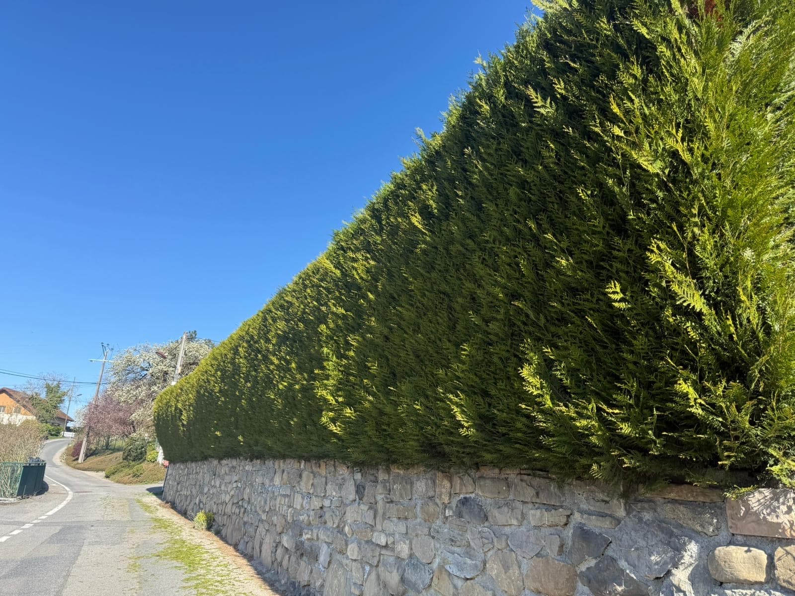 Chantier d'élagage Extrême élagage à Annemasse