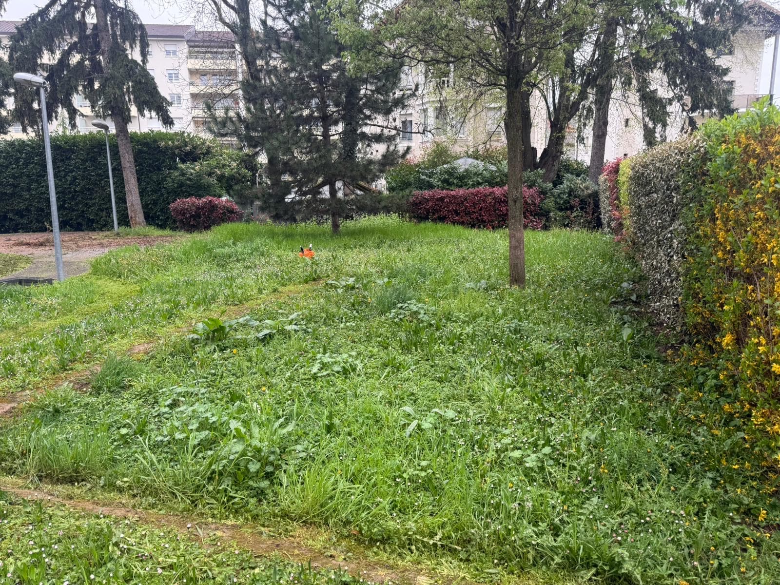 Chantier d'élagage Extrême élagage à Annemasse